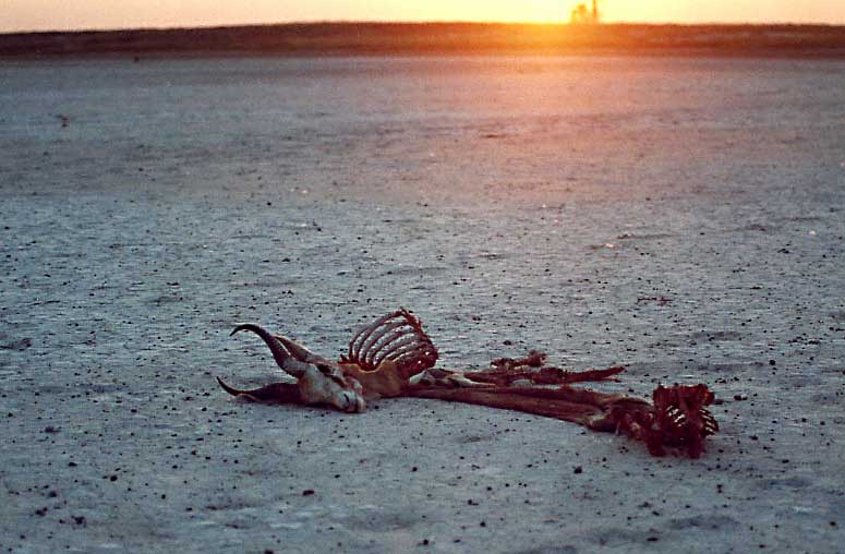 Springbok skeleton on Botswana salt pans