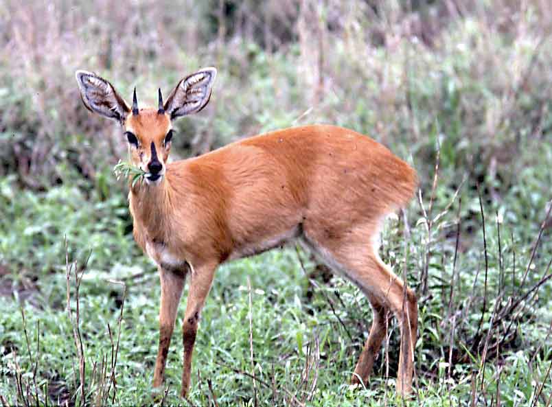 Steenbok ram grazing in Kruger Park