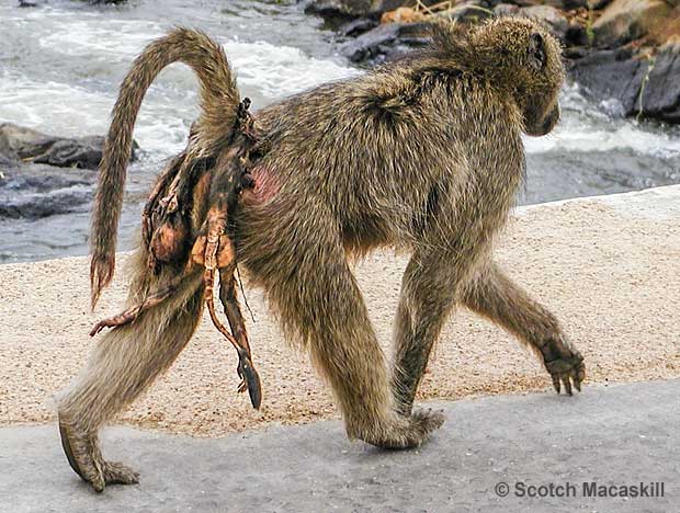 Chacma baboon mother carrying remains of dead infant on her back
