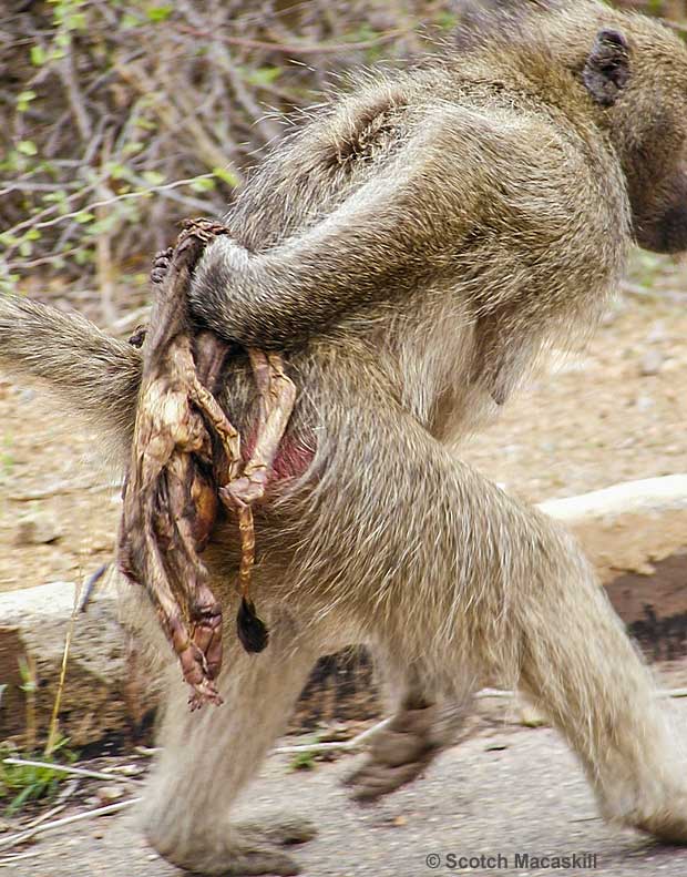 Baboon replacing dead infant remains on her back