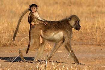 baby baboon riding on mother's back