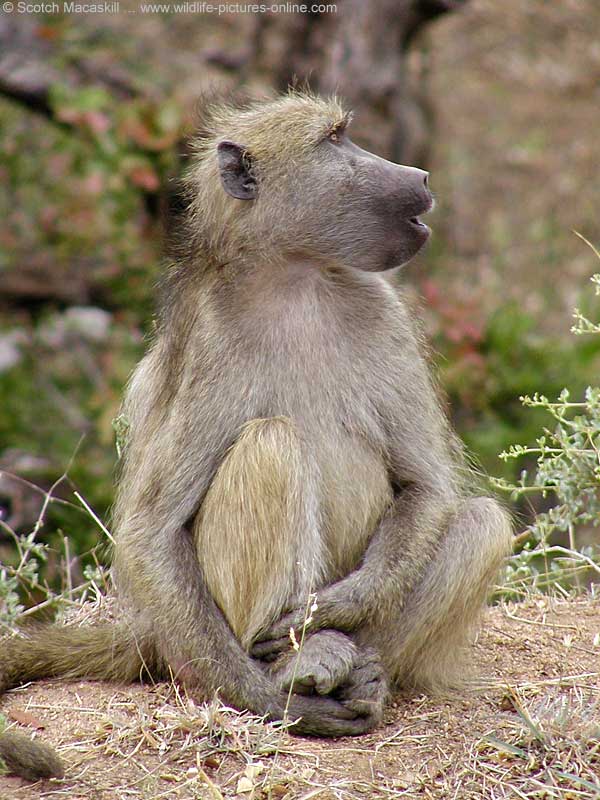 Baboon seated, looking up