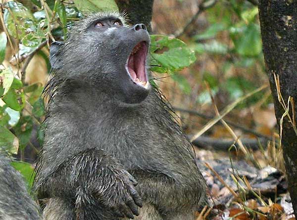 Wet baboon yawning, Kruger National Park