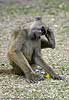 baboon scratching head with foot