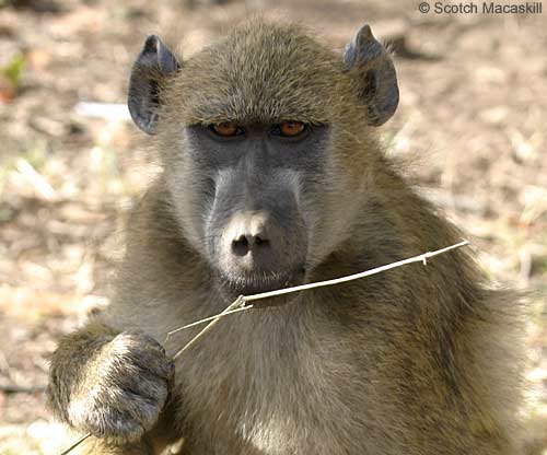 Baboon with grass stem