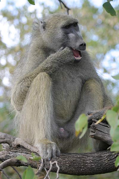 Baboon sitting in tree