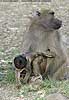 Baboon mother with baby