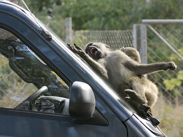 Baboons playing on vehicle