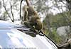 mischievous baboon pulling at windscreen beading
