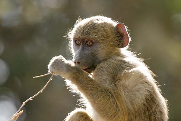 Baboon youngster in tree, backlit