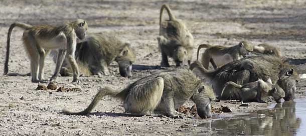 Baboons bending to drink from pan, Hwange National Park, Zimbabwe