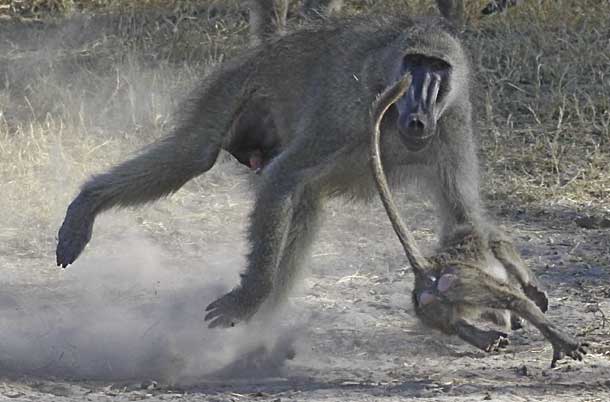 Baboon adult chasing youngster, Hwange National Park, Zimbabwe