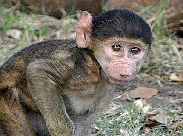 Close-up photo of baby baboon