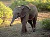 Baby Elephant with trunk extended