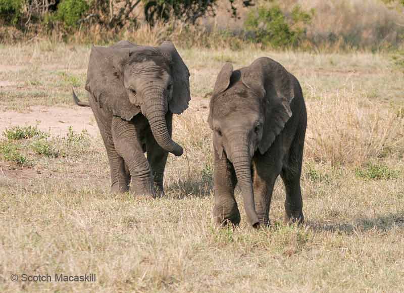 Baby elephant follows one in front