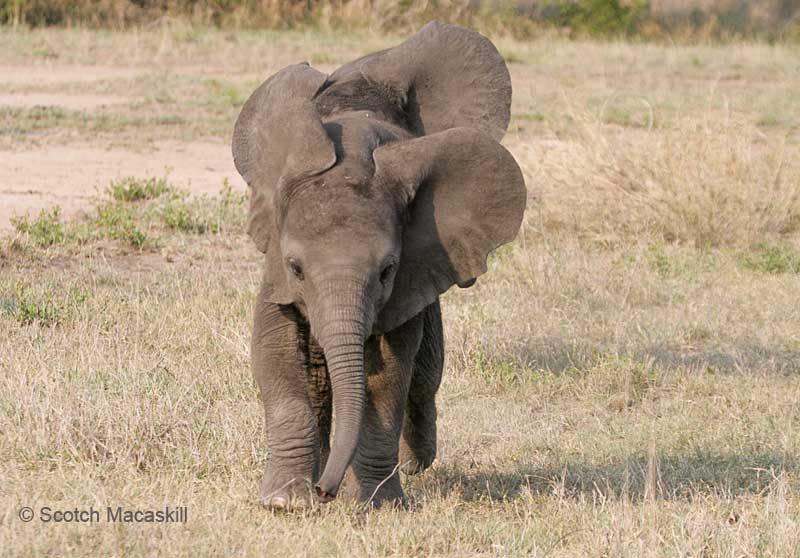 Baby elephant mimics leader