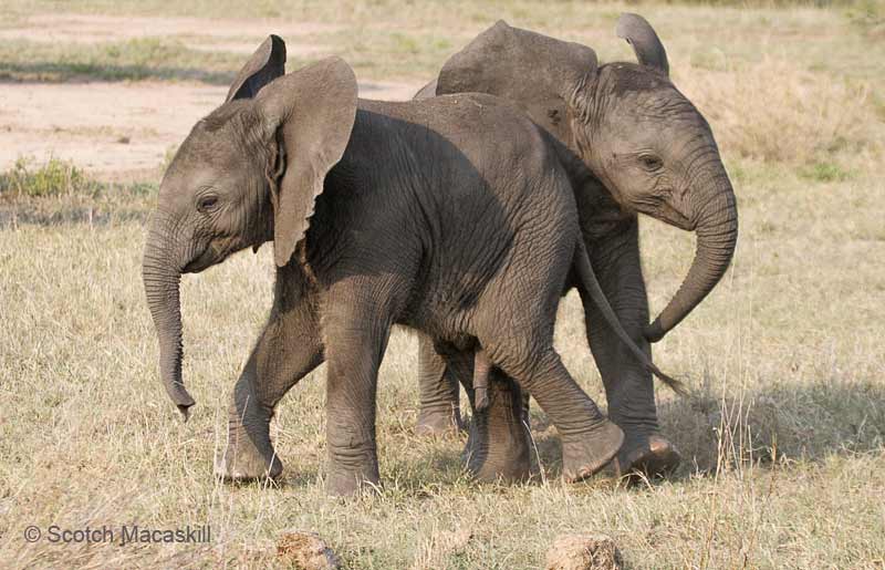 juvenile elephant pair
