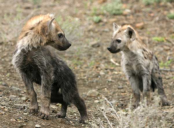 Picture of baby hyenas