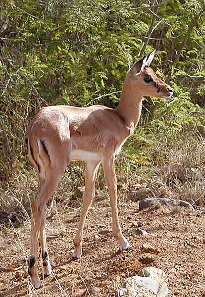 Picture of baby Impala antelope