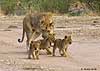 lioness shepherding baby lion cubs