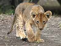 Baby lion cub walking