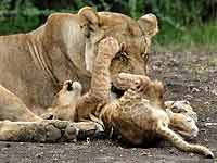 Baby lion cub tries to get mother to play