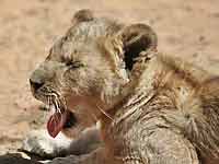 Baby lion cub gives big yawn