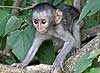 Baby monkey peering from tree