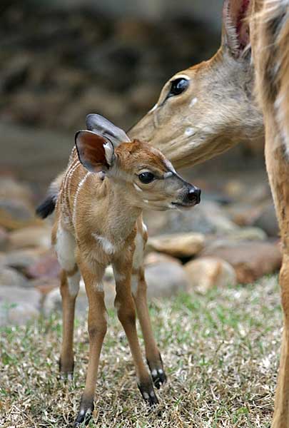 Baby Nyala Antelope with Mother