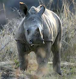 baby white rhino standing in long grass
