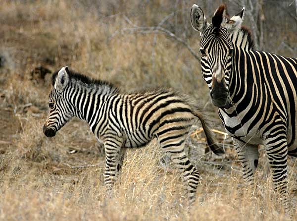 Baby zebra with mother, Kruger National Park