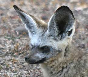 Bat-eared fox close-up of head