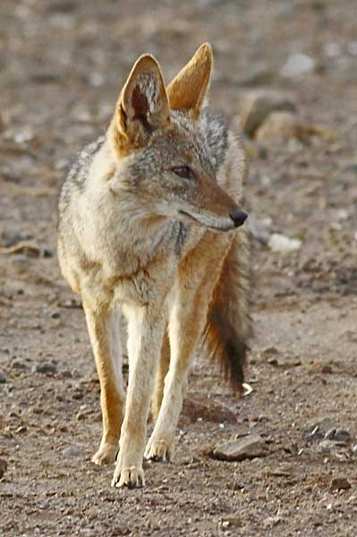 black-backed jackal standing, front-on view