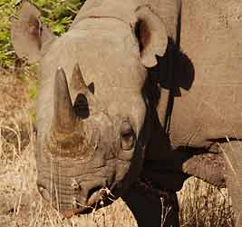 black rhino showing hooked lip