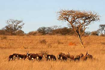 Blesbok herd, Spioenkop Nature Reserve, South Africa