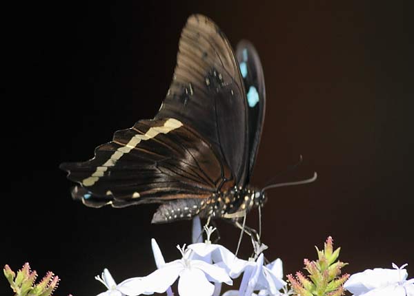 blue-banded swallowtail butterfly on Cape Leadwort flower