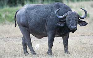 Buffalo bull, syncerus caffer