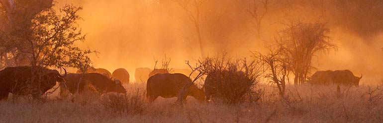 Buffalo create cloud of dust, Kruger National Park