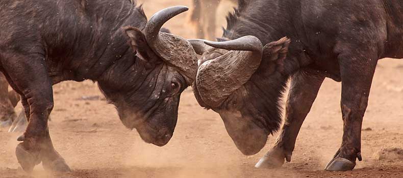 Buffalo bulls locking horns, Kruger National Park, South Africa