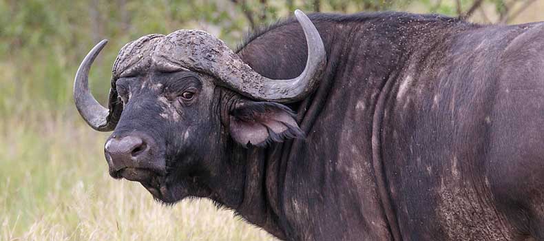 Buffalo bull giving a surly stare, Kruger National Park, South Africa
