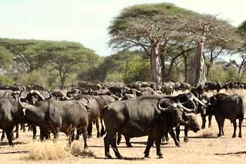 buffalo herd, Ruaha National Park, Tanzania