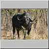 buffalo bull