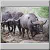 Buffalo bulls on the move
