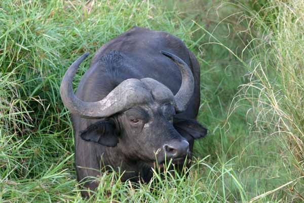 Buffalo bull moving through long grass