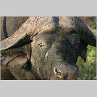 Buffalo bull close-up