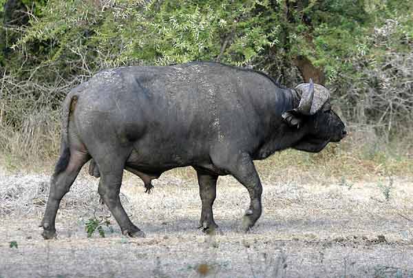 Buffalo bull walking, side-on view, Lower Zambezi National Park, Zambia