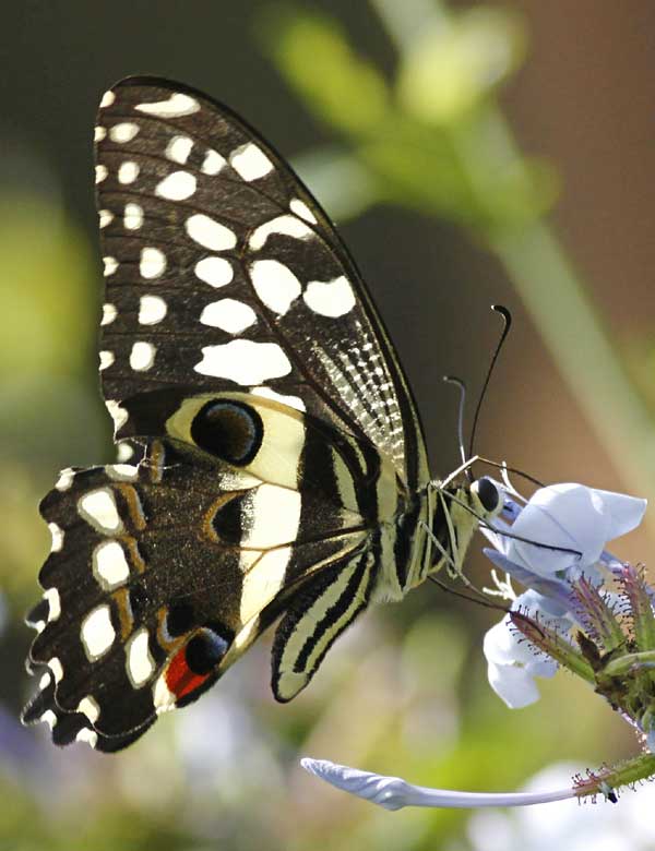 Citrus swallowtail butterfly feeding on nectar
