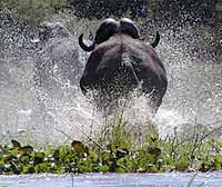 Buffalo make a splash in Zambezi River