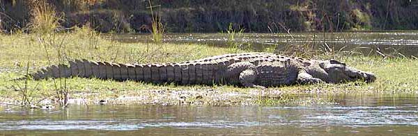 Crocodile on banks, Lower Zambezi National park