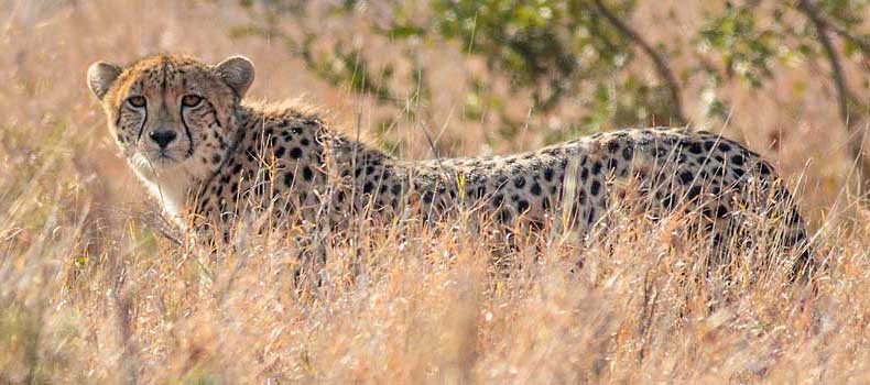 Cheetah in winter grass, Kruger National Park, South Africa